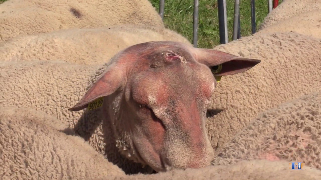 Du mouton à la pelote de laine