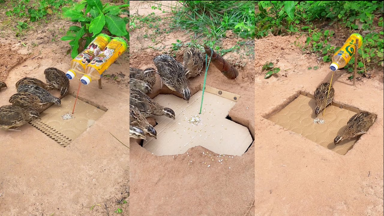 Best DIY Bird Trap - Easy Creative Bird Trap