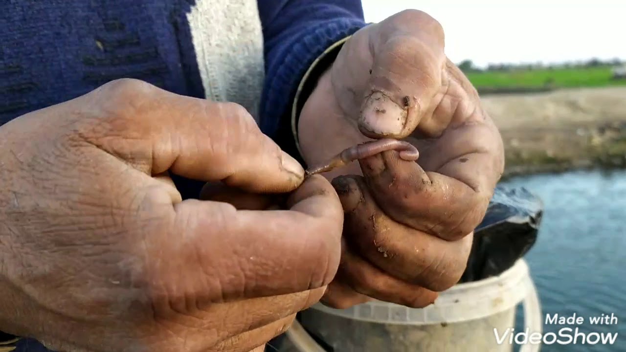 صيد سمك تعبان واللي يخطف عودك اضربه (حنشان) سمك