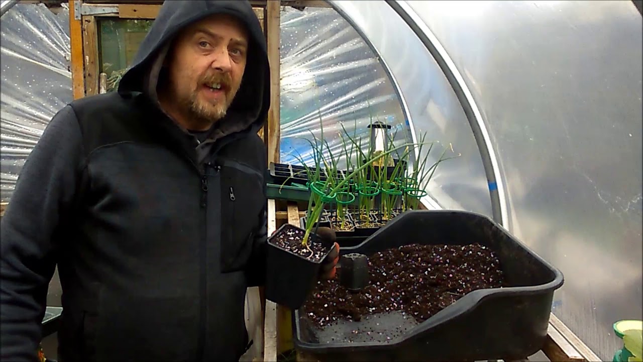 Update 1/3/20 Kelsea onions, first early spuds and pricking out
