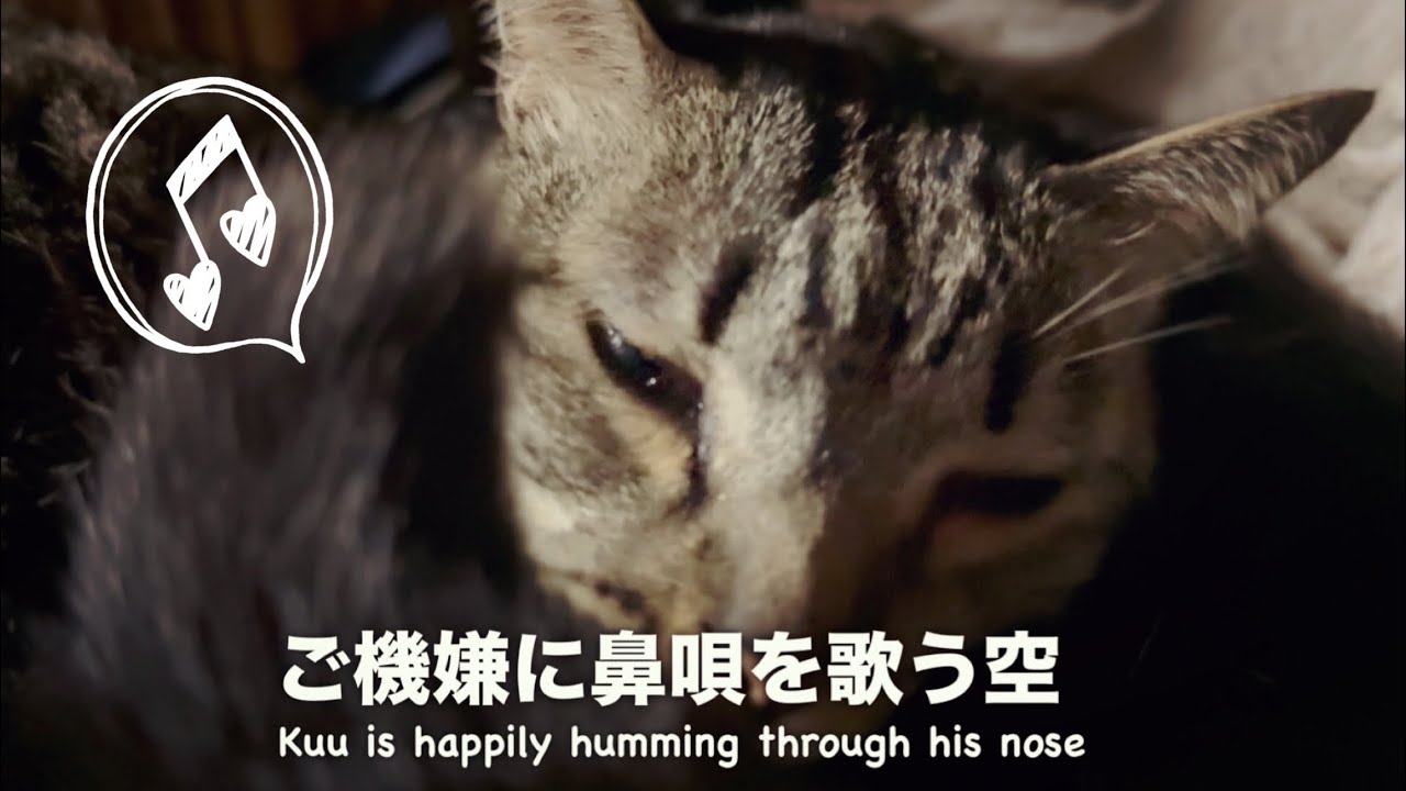 春の嵐と猫の鼻唄　The Spring Storm and the Cat’s Humming