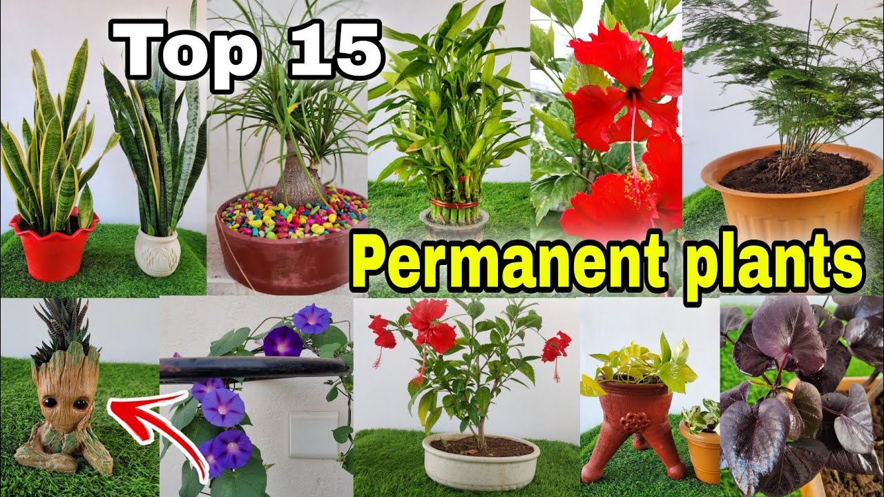 15 Colorful Permanent plants at Home / Garden (indoors + outdoors) Part -2