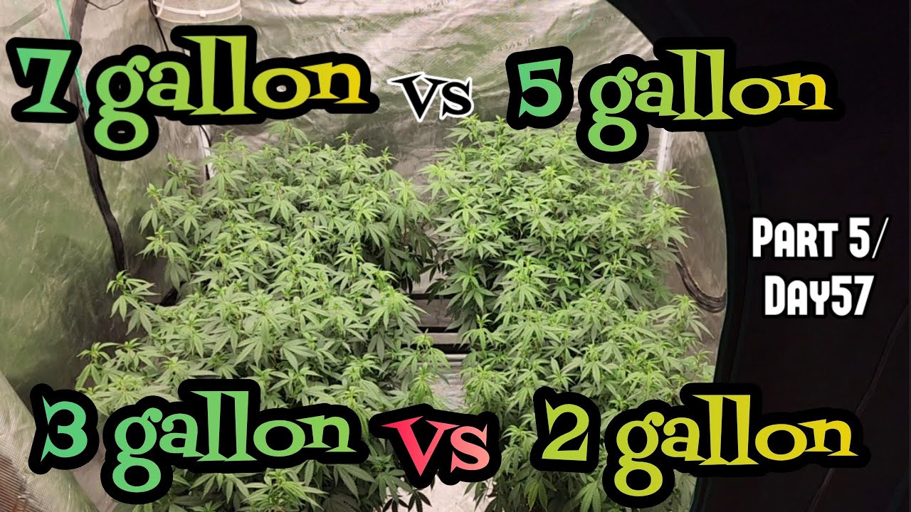 7 gallon vs 5 gallon vs 3 gallon vs 2 gallon part 5 day 57 Grown Under the Mars Hydro FC-6500 EVO