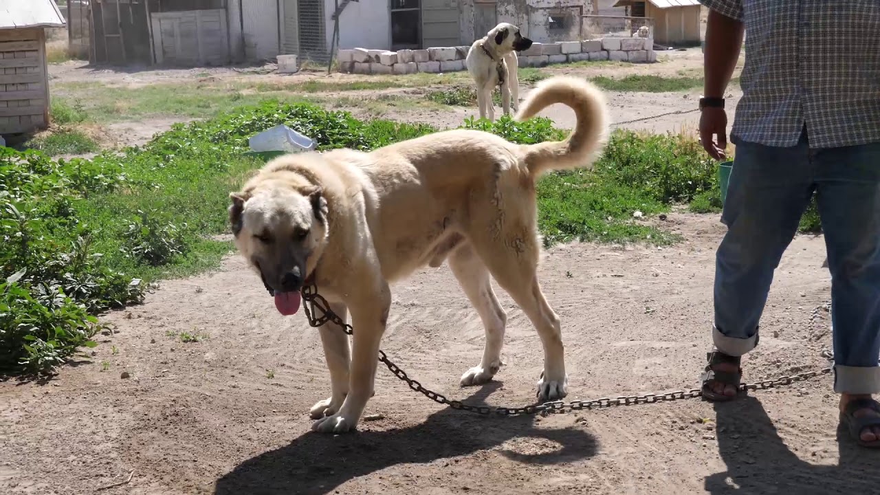 ÇAPAR KANGAL ÇİFTLİĞİ KAYSERİ - HAKAN ÇAPAR - TEL : 0532 383 62 38