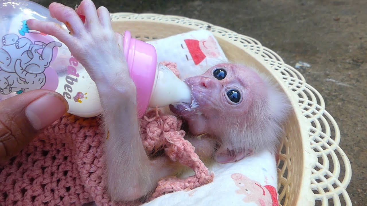 Baby Monkey Milk Bottle 🍼 Pure Cuteness
