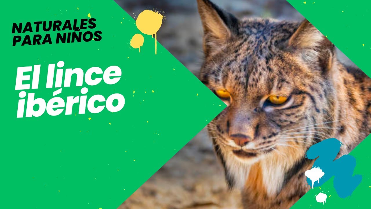 NATURALES PARA NIÑOS | EL LINCE IBÉRICO