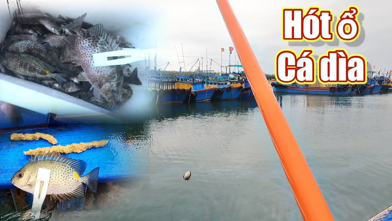 câu cá dìa bằng rường cơm