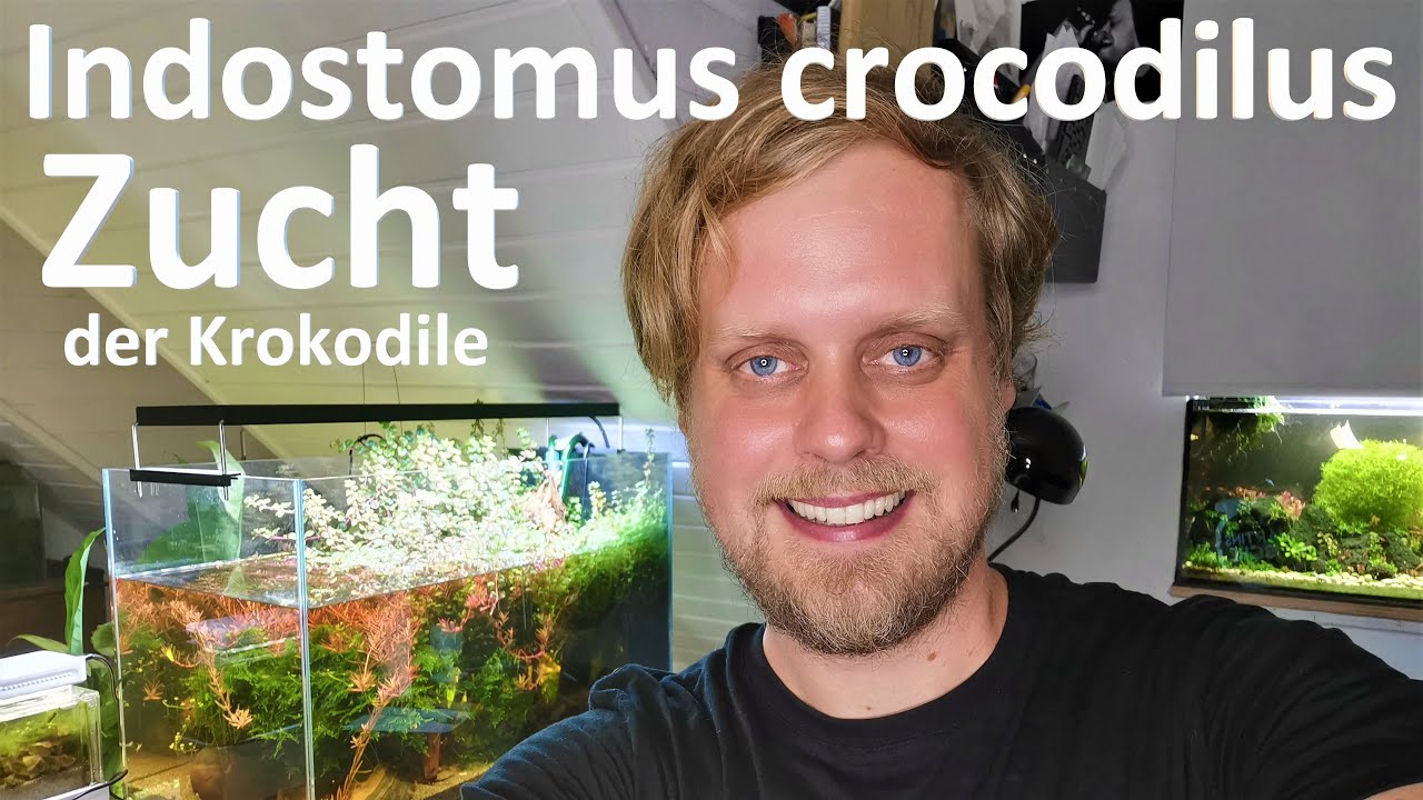 NACHWUCHS BEI DEN KROKODILEN -Zuchtbericht zu Indostomus Crocodilus I Malayenstichling
