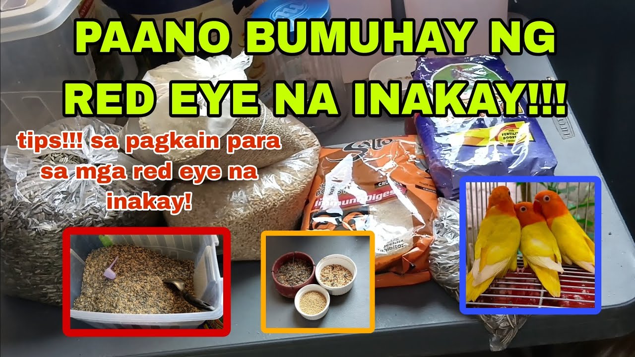 paano bumuhay ng red eye na inakay (vlog #178)