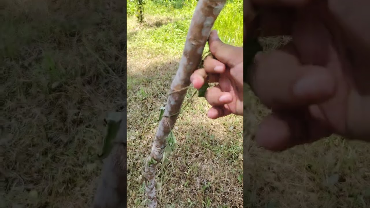 20250707 Kebun Danan