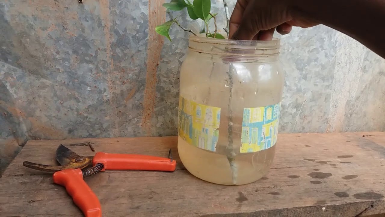 13 /Ensinando a fazer mudas de Ficus / Ficus benjamina