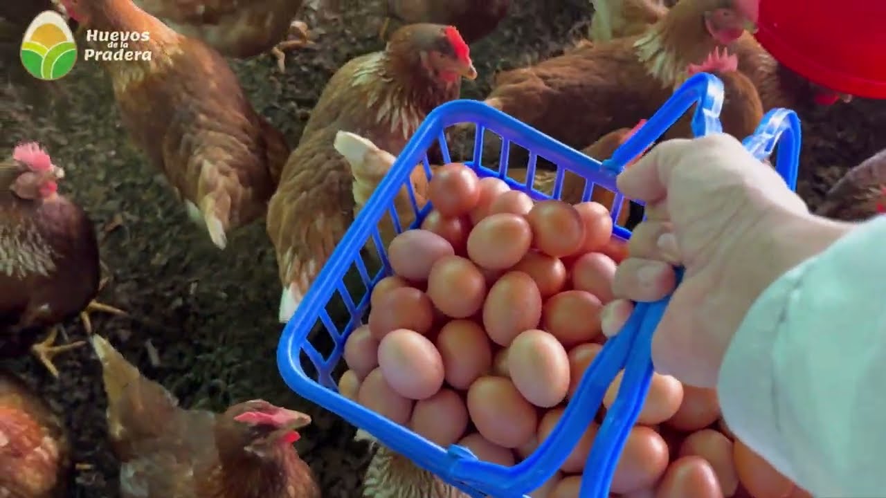 &iquest;Cu&aacute;ntos huevos producen 100 gallinas al d&iacute;a?