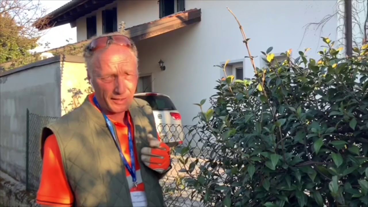 Potatura falso gelsomino