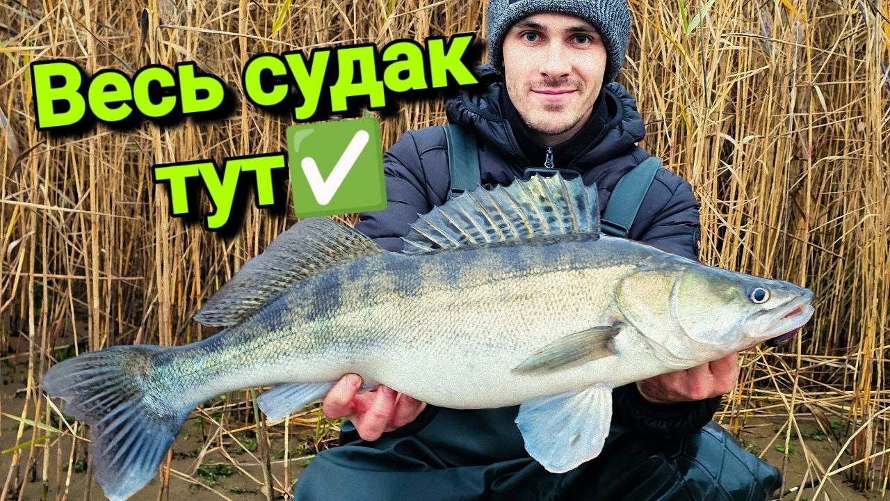 ‼️КАНІВ, де клює СУДАК? Ловля Судака в Каневі✅