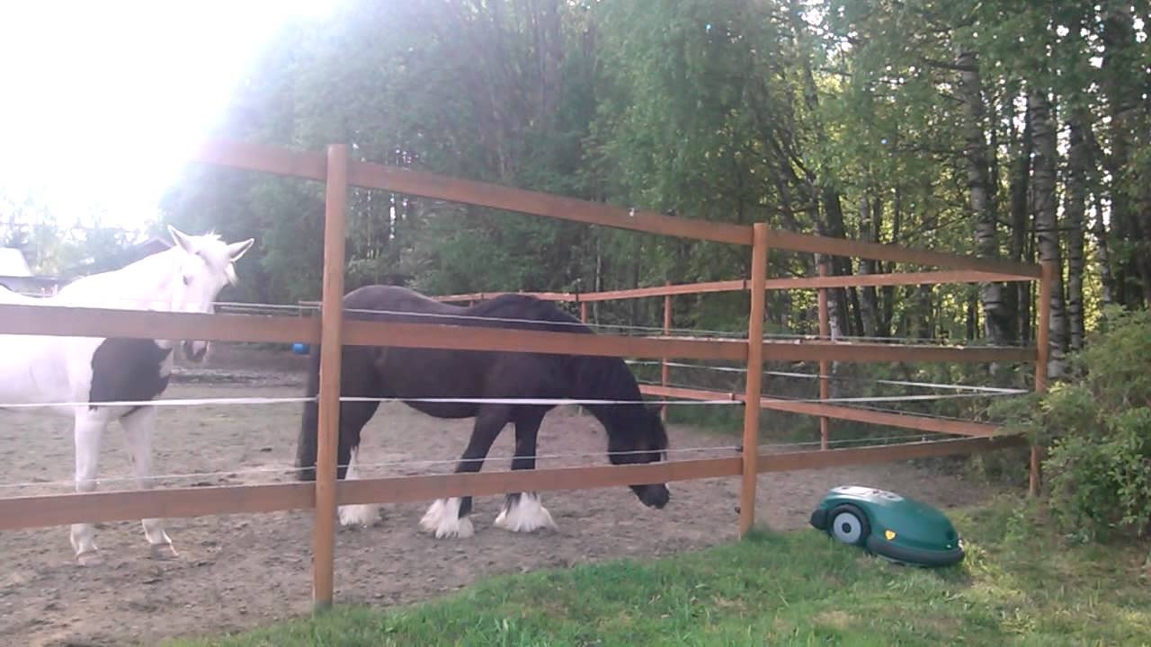 Hesta m&oslash;te selvg&aring;ende gressklipper - SPOOKY / Horses meet self-moving robot lawn mower