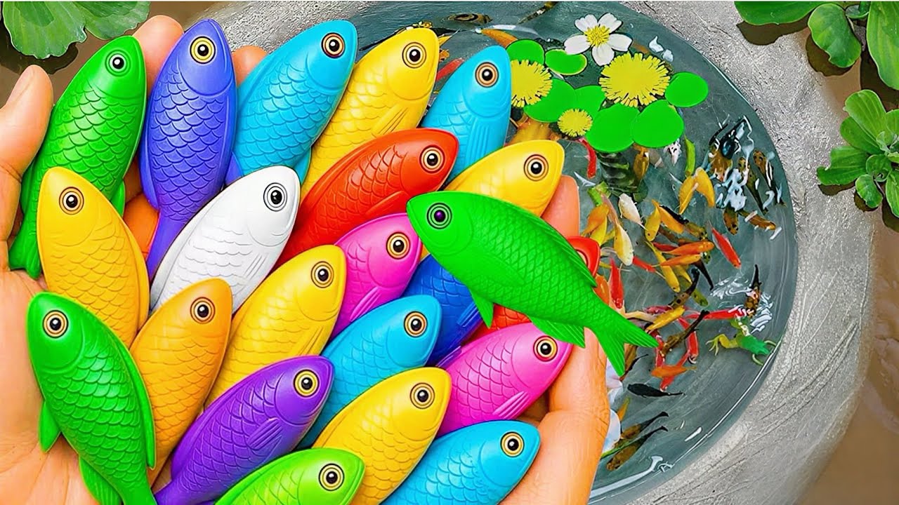 Catching colorful ornamental fish, goldfish, baby turtles, tiger fish and oranda in a small pond.