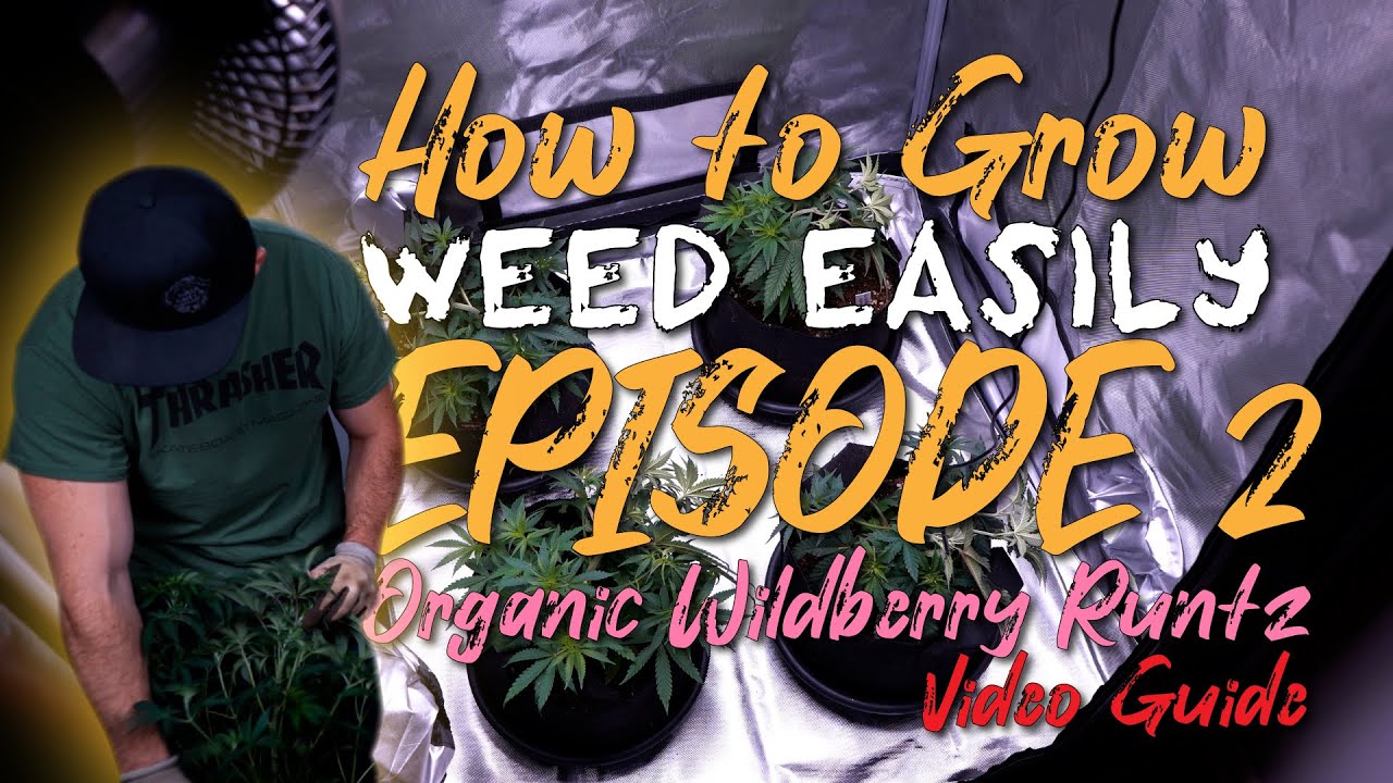 HOW TO GROW WEED EASILY | WILDBERRY RUNTZ: SOIL RECIPES, PLANT TRAINING, CANOPY MAINTENANCE, VEG