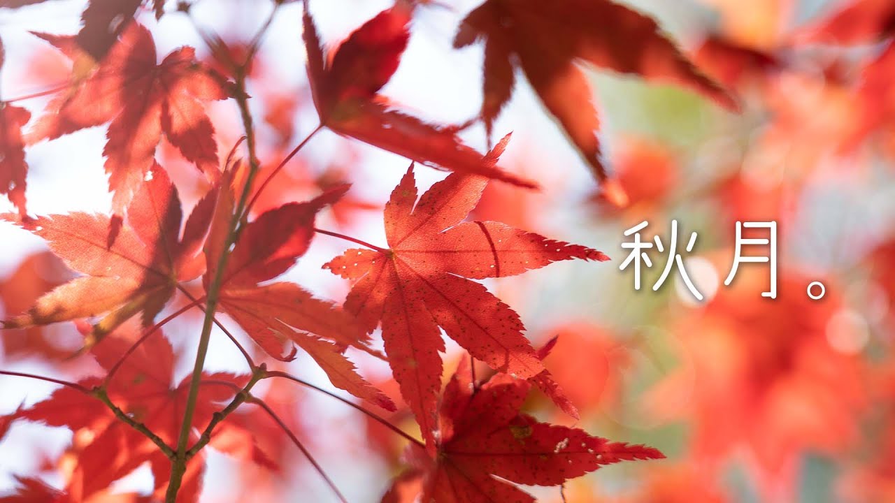 A day to enjoy the autumn leaves. | Akizuki in Fukuoka, Japan.