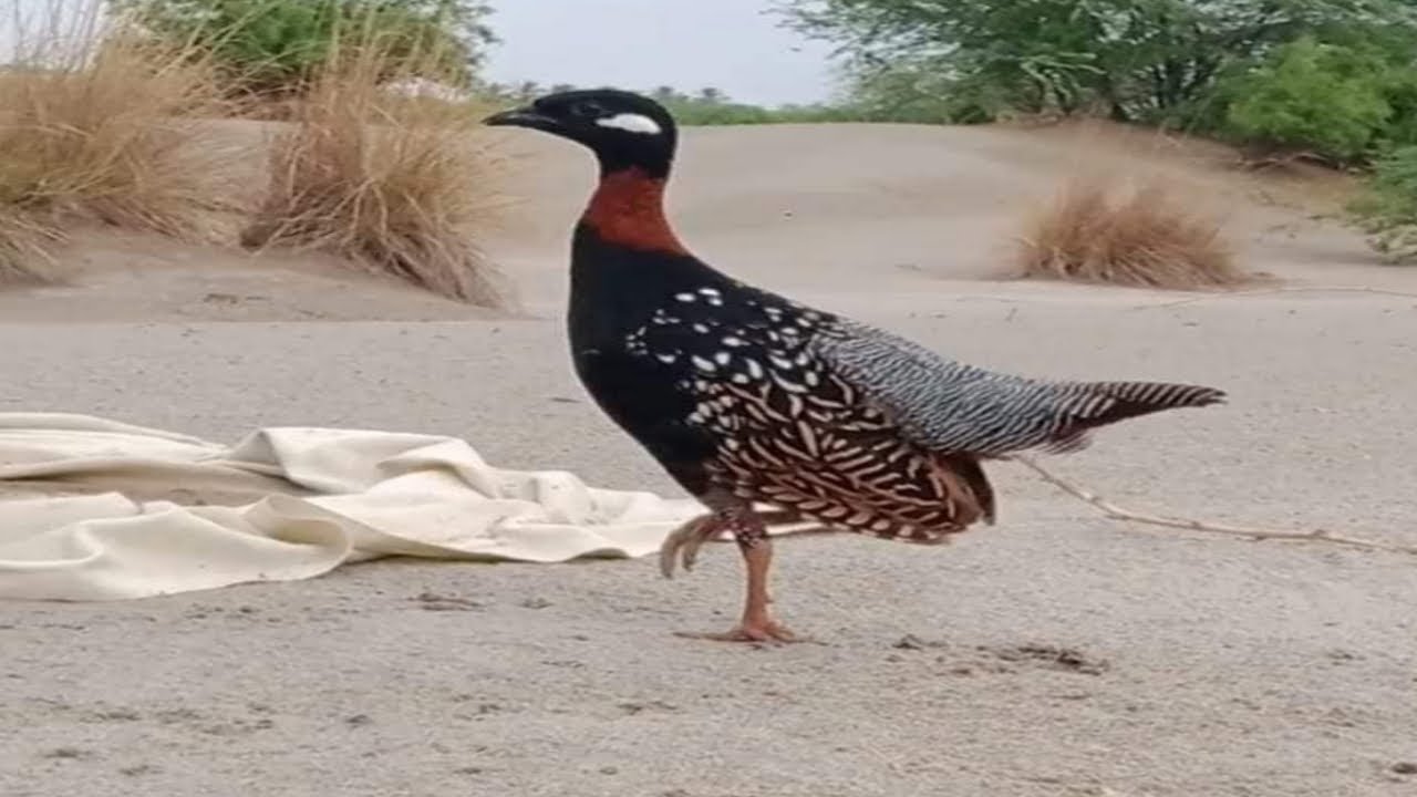 Kala Teetar Ki Awaz |Kala Teetar Awaaz | Teetar Voice | Black Francolin Sound 50 Minutes