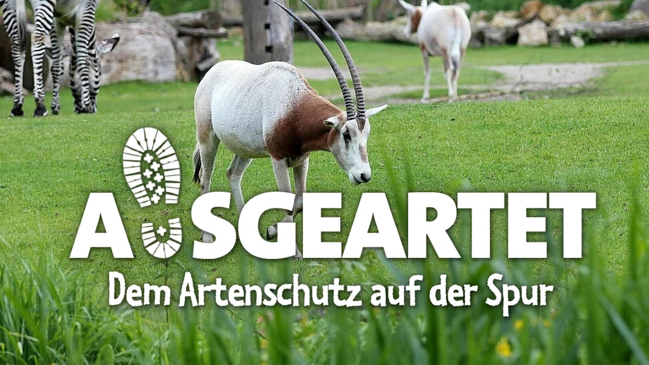 AUSGEARTET - Folge 38: Mit Marco Mehner auf den Spuren der Säbelantilope