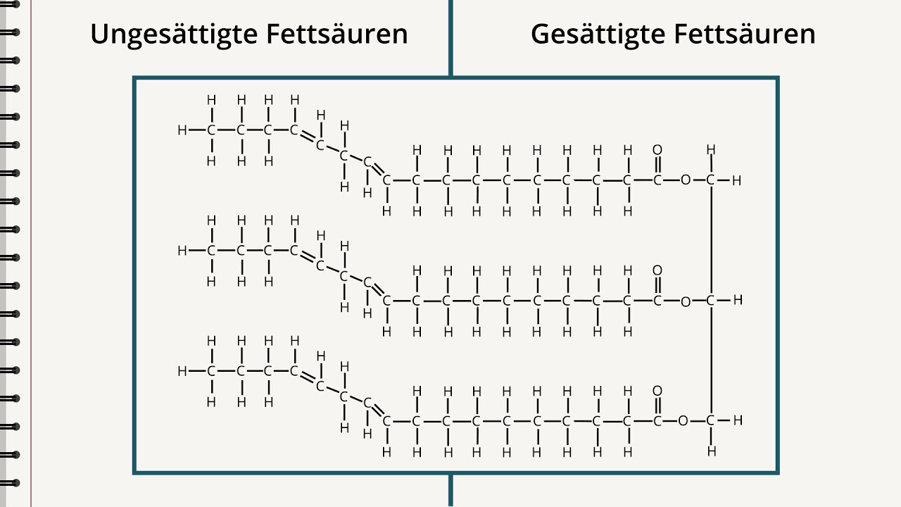 Chemie: Gesättigte und ungesättigte Fettsäuren