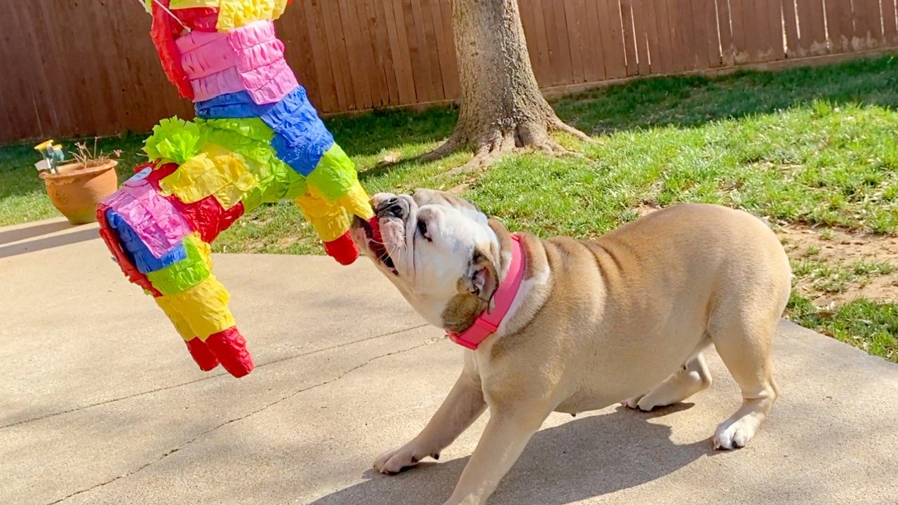 CUTE DOG DESTROYS PINATA! Lola the BULLDOG