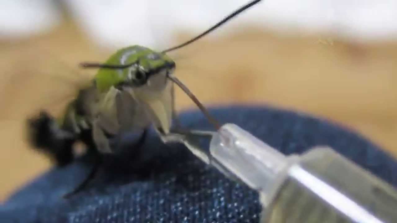 オオスカシバたんのホバリングｋｐｋｐ　Pellucid hawk moth