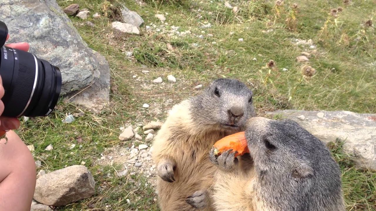 Ellie feeding marmots on the Spielboden