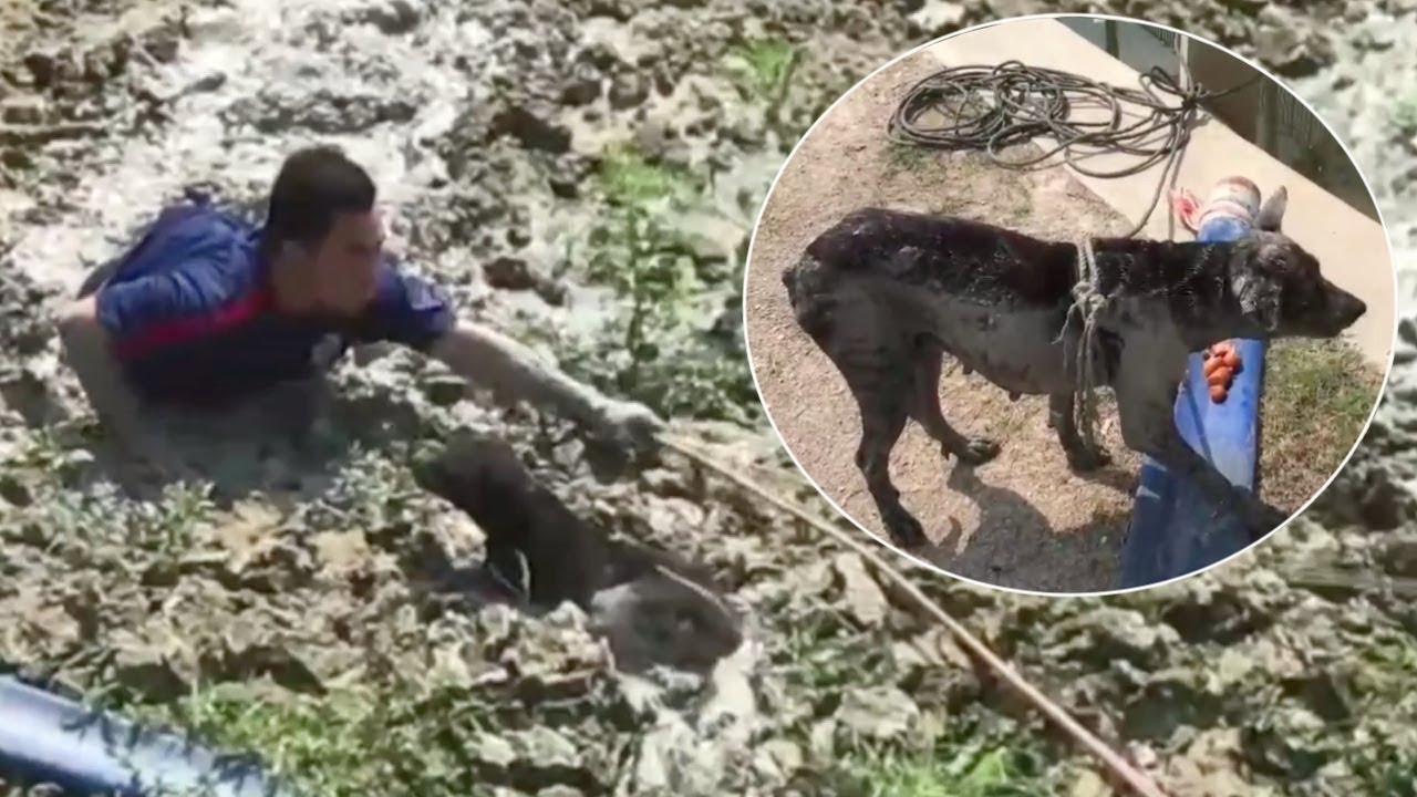 Rescues Wade Through Sinking Mud To Save Stranded Stray Dog