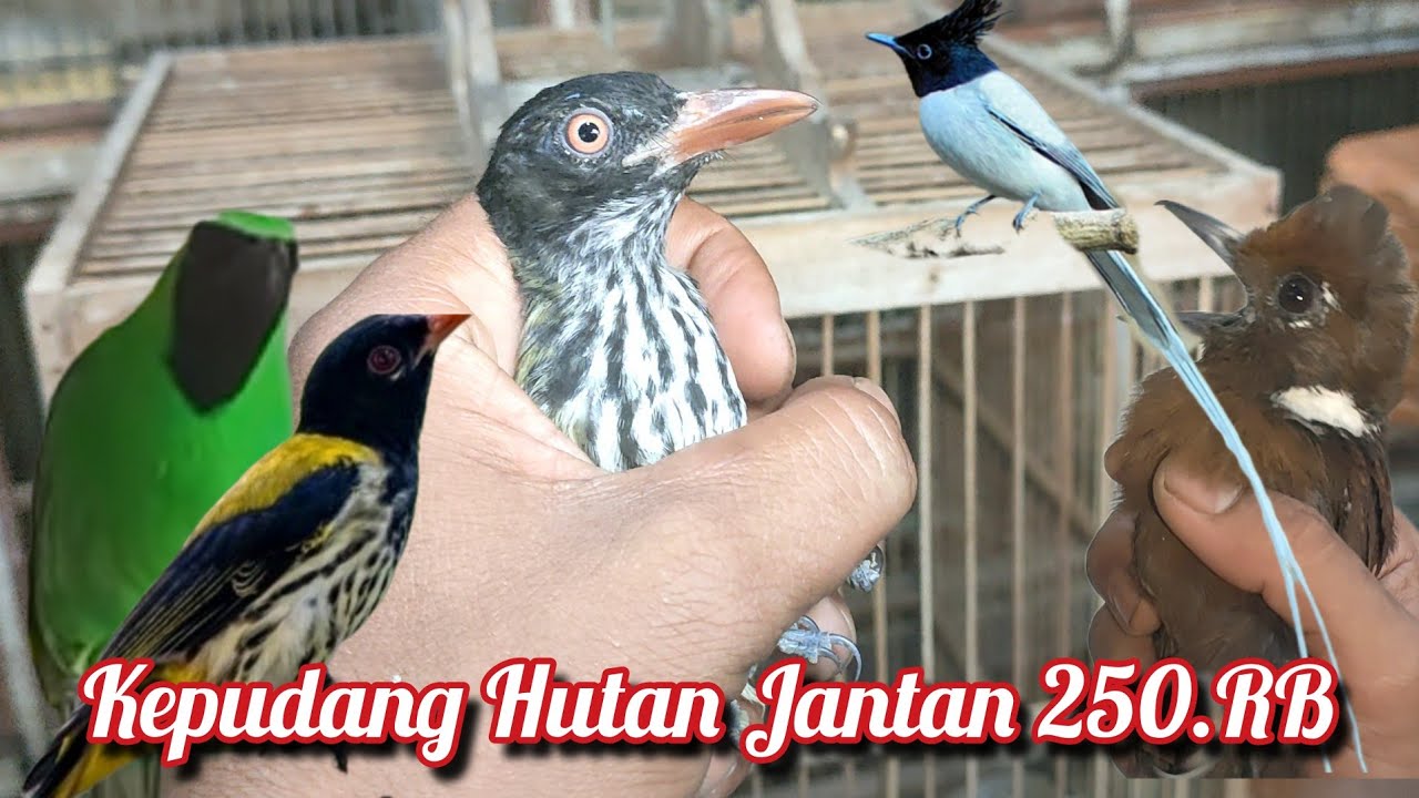 PROMO LIBUR PANJANG KEPUDANG HUTAN JANTAN 250.RB