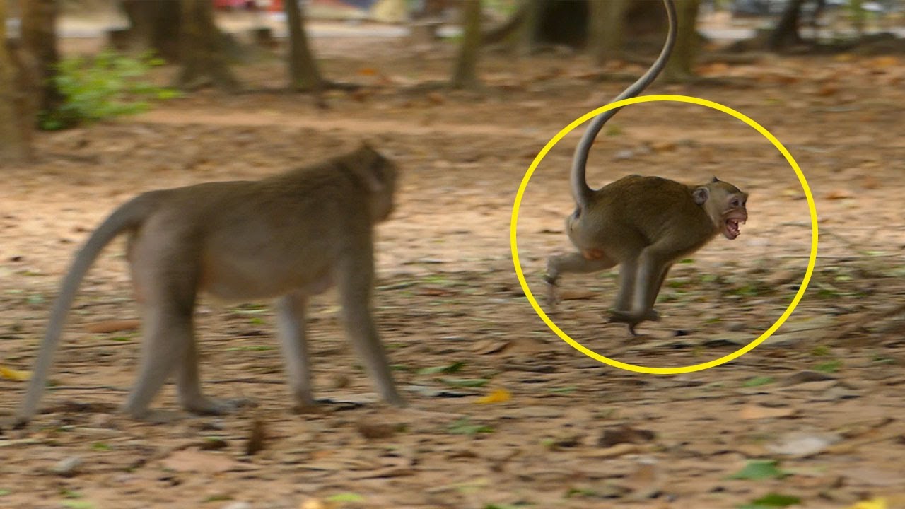 Oh God..Janna Monkey Runing Horribl Wit Painful Cry After Julina Attackinge Nearly Breake Back Again