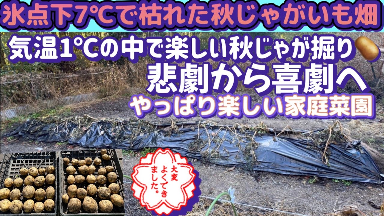 【楽しい秋じゃがいも栽培】寒冷地で12月に収穫した秋じゃがいも！良い収穫が出来て満足