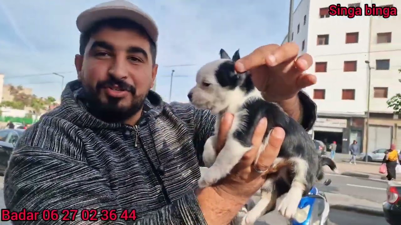 سوق القريعة بالدار البيضاء 🇲🇦🇲🇦 مع أمير الحيوانات بدار وجميع أنواع الكلاب والقطط والطيور الزينة رقم