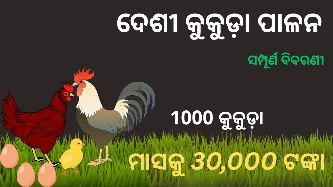 ଦେଶୀ କୁକୁଡ଼ା ପାଳନ || ମାସକୁ 30,000 ଟଙ୍କା || 1000 କୁକୁଡ଼ା ପାଳନ ପାଇଁ ସମ୍ପୂର୍ଣ ବିବରଣୀ || କୃଷକ ବନ୍ଧୁ 