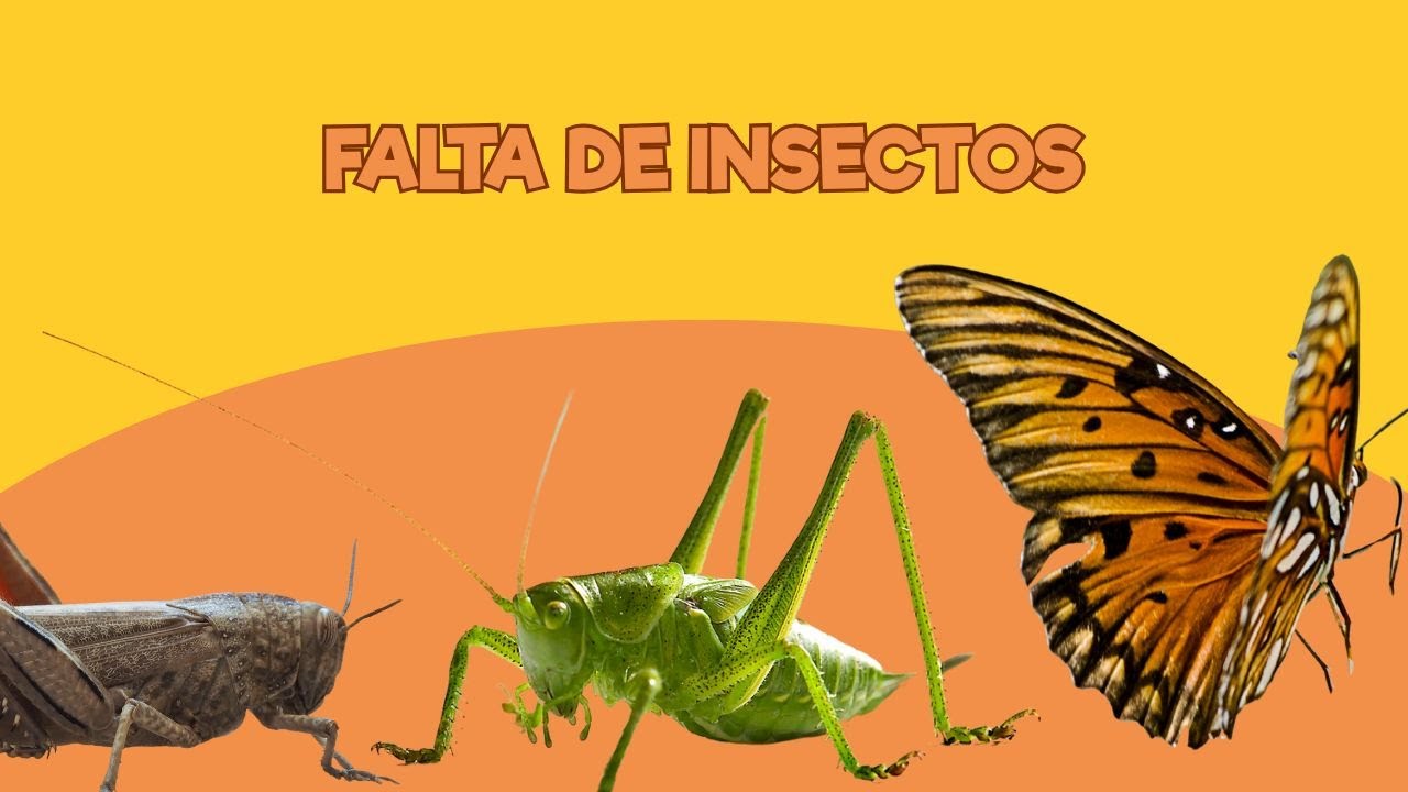 Viviendo en un Zoo: Falta de insectos | Santillana del Mar
