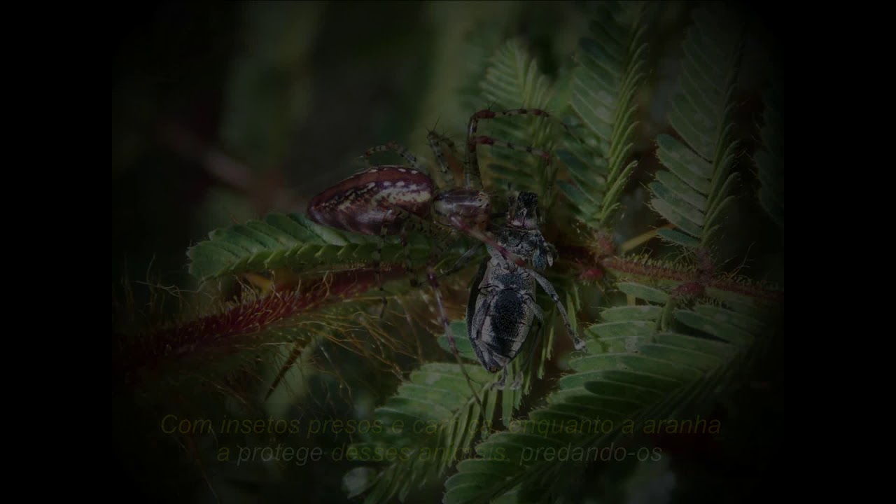 Vídeo 01   Como as aranhas protegem as plantas