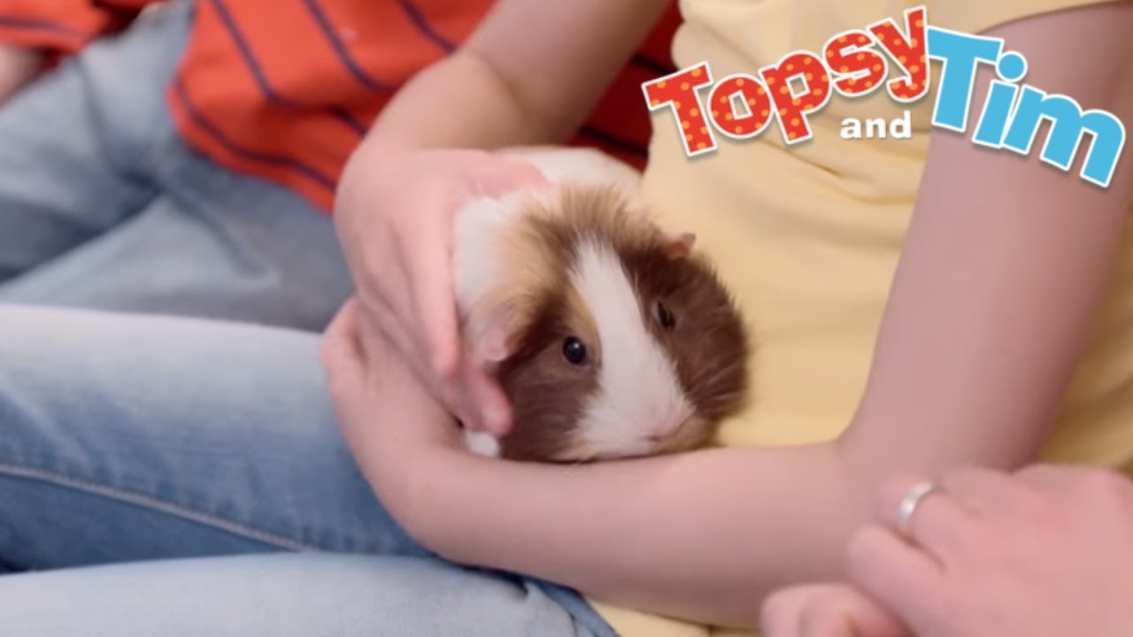 Topsy & Tim 110 - PET SITTER | Full Episodes | Shows for Kids | HD