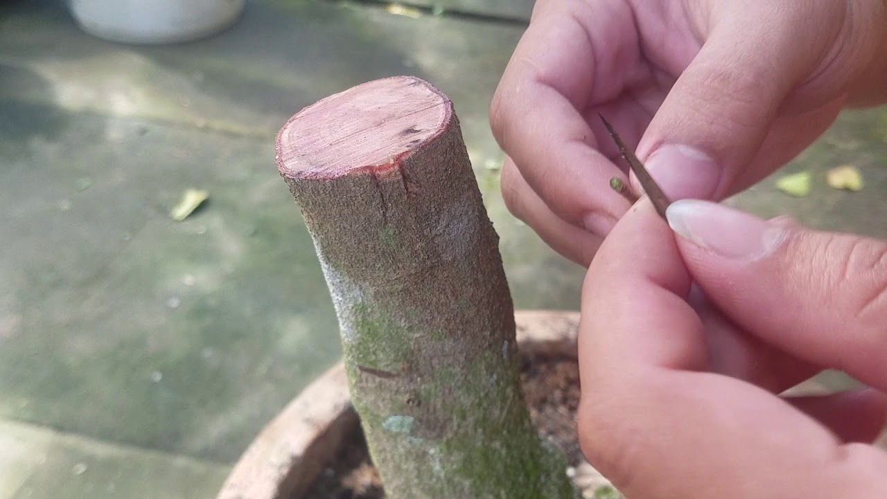 Cách Ghép Mai Đơn Giản Cho Những Ai Bắt Đầu Chơi Mai Vàng