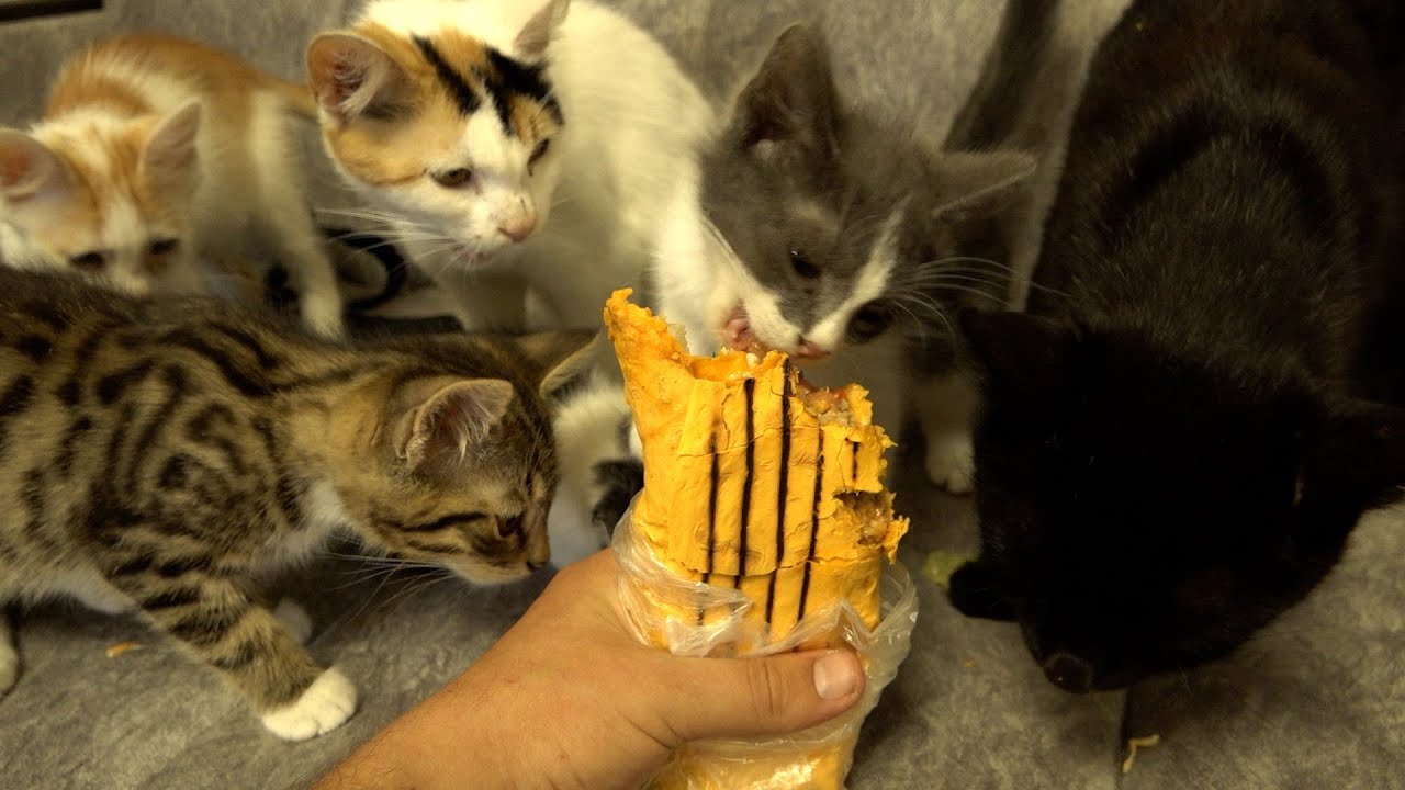 Kittens also want to eat doner