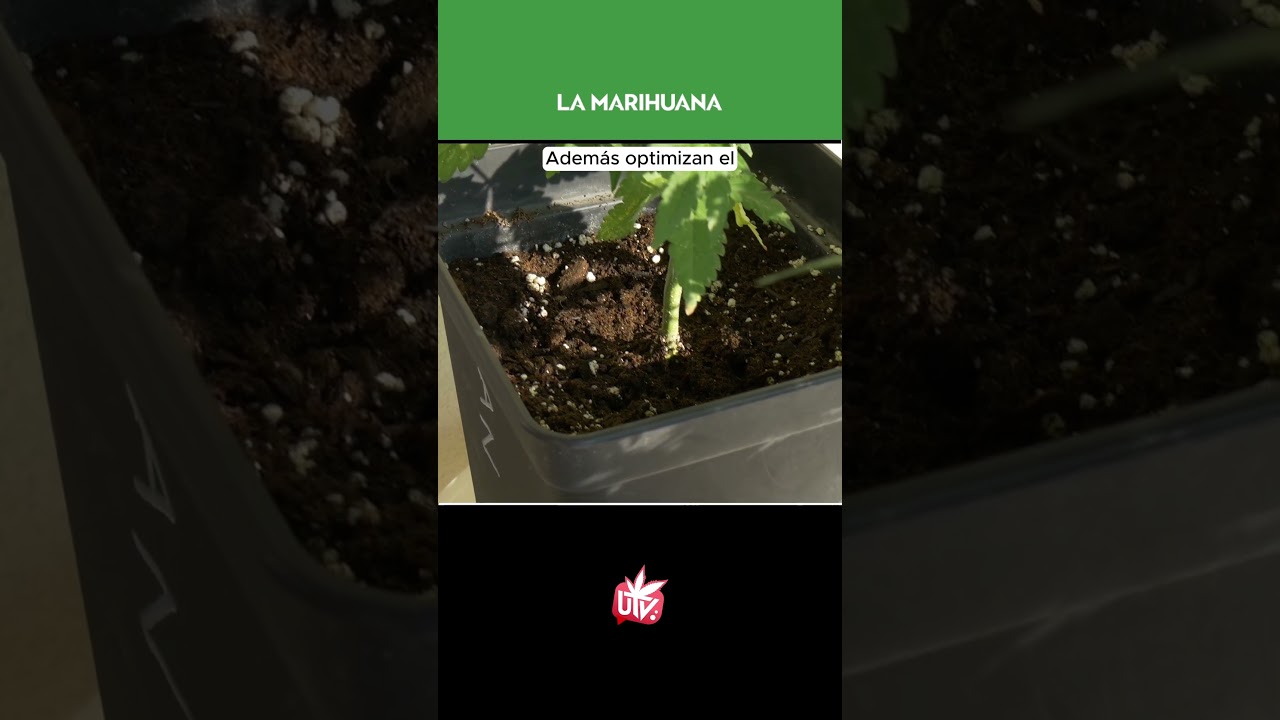 LA IMPORTANCIA DE LAS ENZIMAS DEL C4NN4BIS