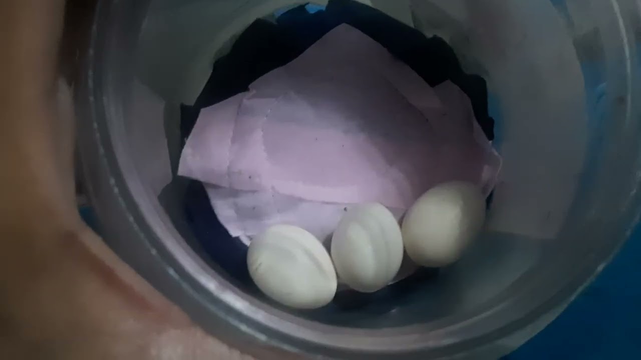 Tips sa pag Papalahi ng Banta Chicken 🥚🐣🐥