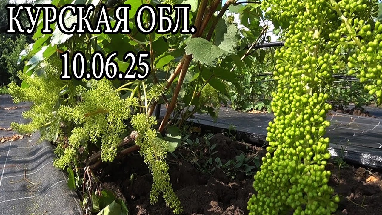 ВИНОГРАДНИК НА 10 06 25