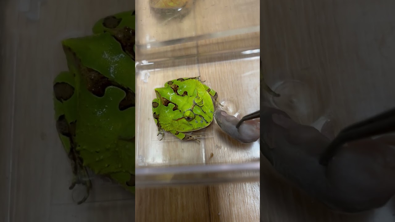 アマゾンツノガエル　Surinam Horned frog　Ceratophrys cornuta　