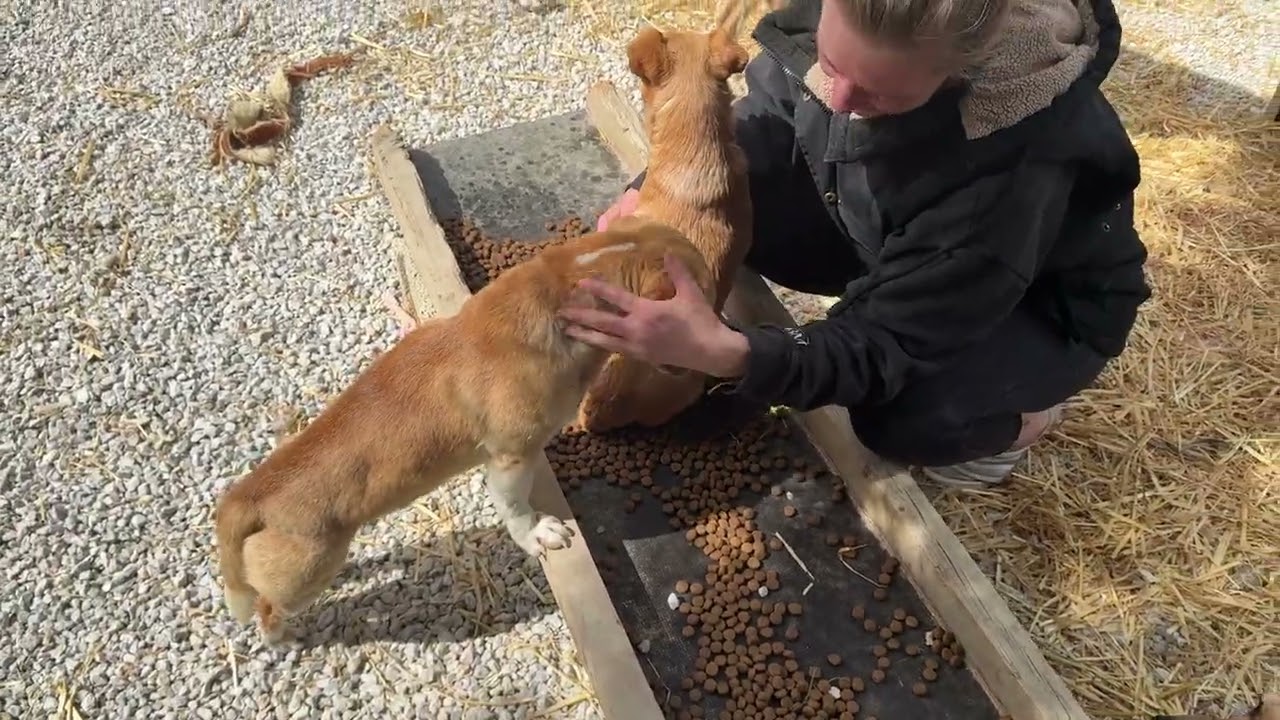 The New Abandoned Dog Found Love at the Shelter by Mama Lisa ❤️- Takis Shelter