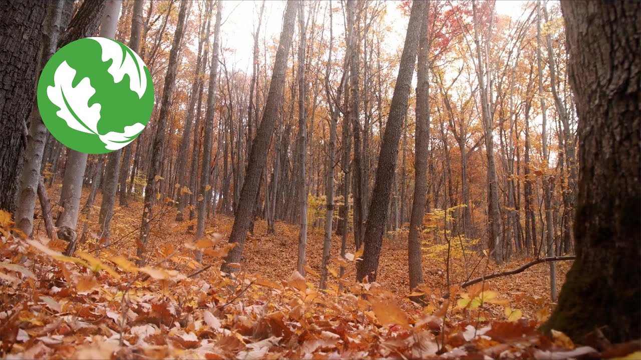 Sustainable Forestry in Ohio: A Story of Regeneration and Hope