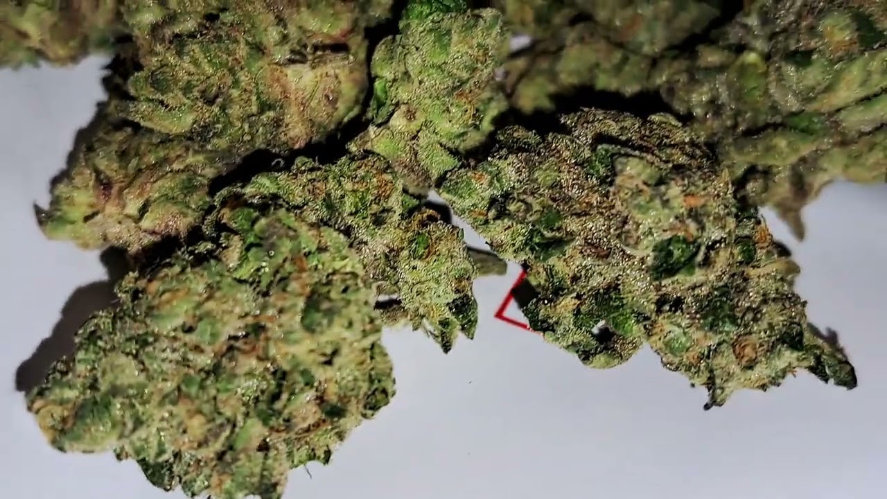 Sherbanger - Sunset Sherbert x Headbanger (Sour Diesel x Biker Kush) - Sunburn Cannabis - Florida