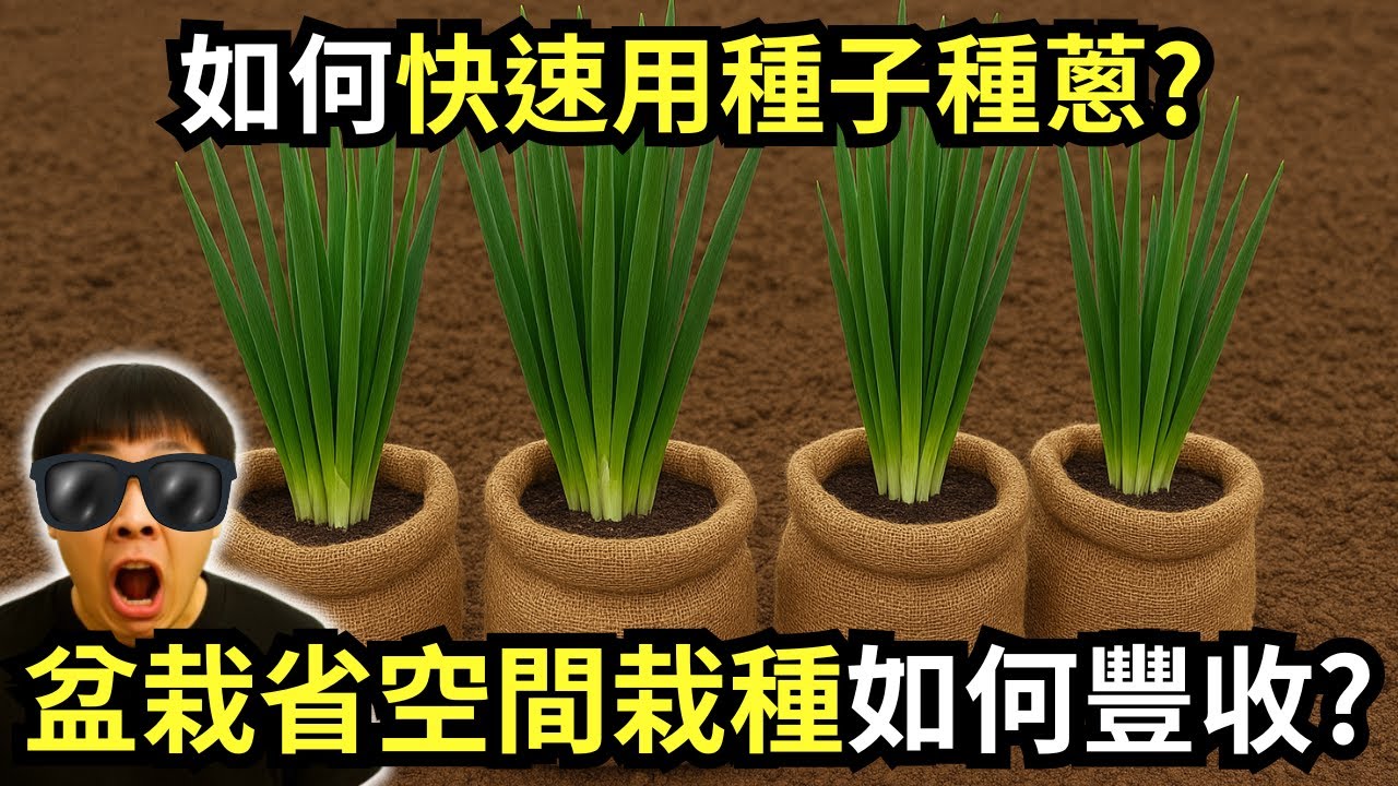 如何快速種蔥?盆栽省空間栽種如何種出爆滿的三星蔥? 分享從撒播、育苗、分株、疏拔、培土及採收重點，全年在家不愁沒蔥吃!