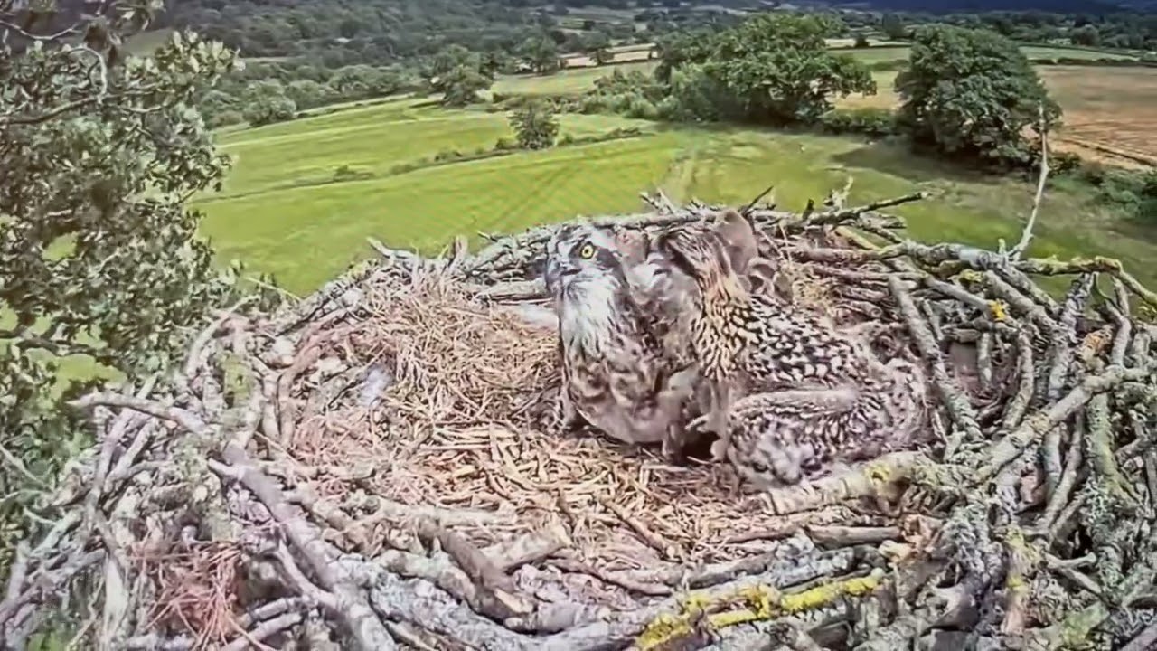 Osprey mom and baby