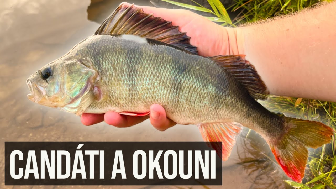 Jak chytat candáty? Nakonec lovím VELKÉ okouny propadem! 🎣 (Šokující změna plánu)