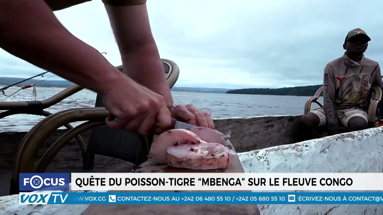 À la recherche du Mbenga, le redoutable poisson tigre du fleuve Congo